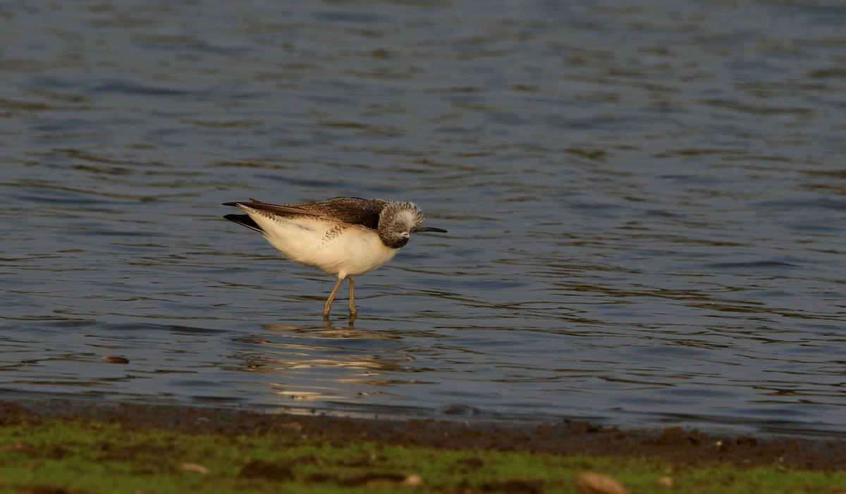 Common Greenshank - ML614625054