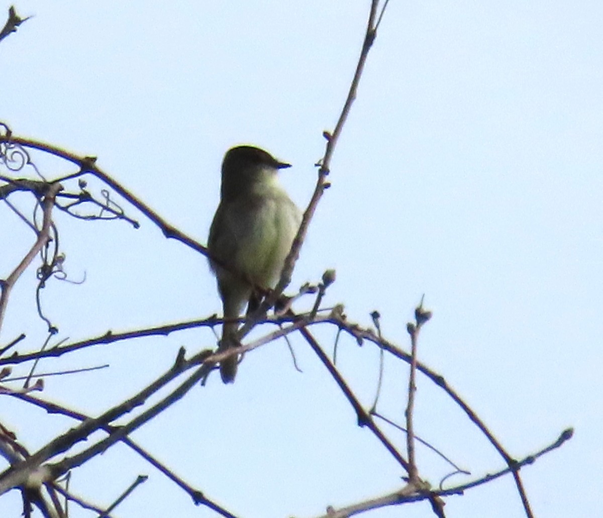 Eastern Phoebe - ML614625080