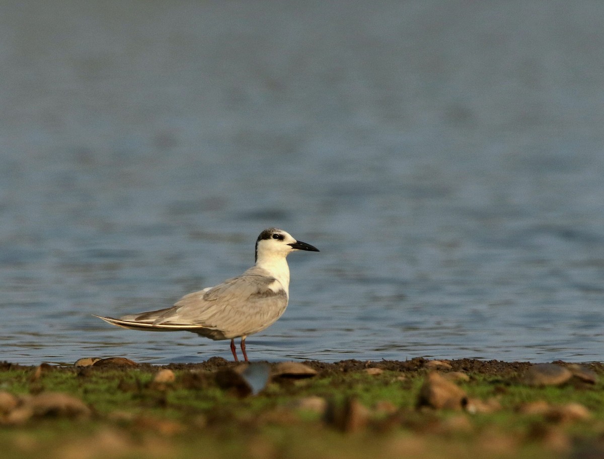 Whiskered Tern - ML614625083