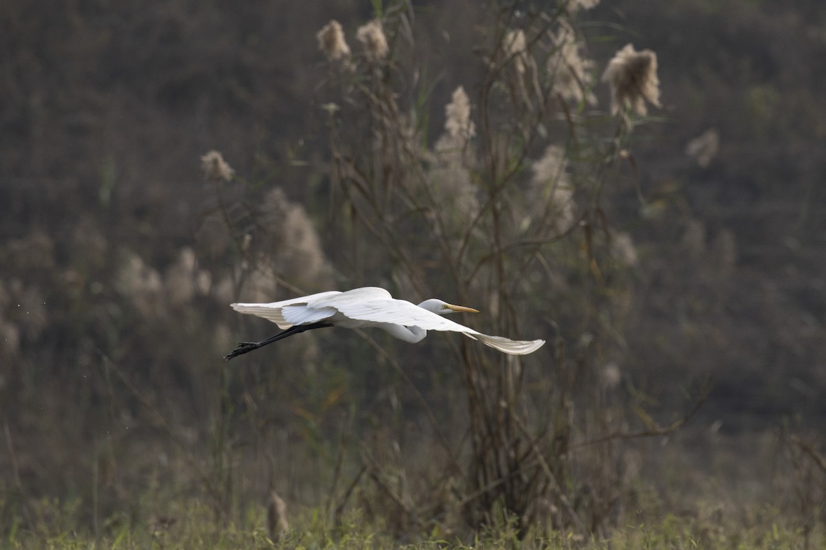 Great Egret - Ramesh Shenai