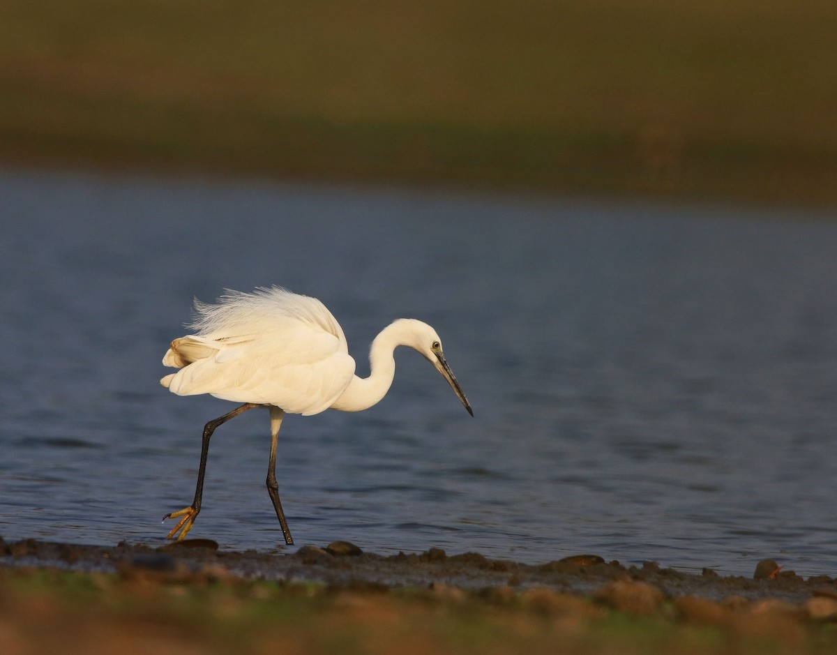 Little Egret - ML614625092