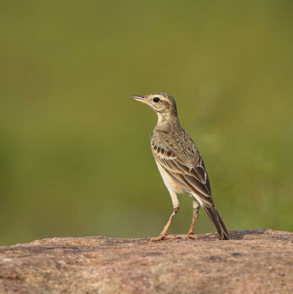 Paddyfield Pipit - ML614625110