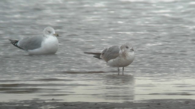 Short-billed Gull - ML614625233