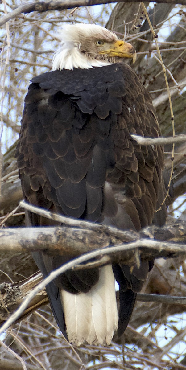 Weißkopf-Seeadler - ML614625240