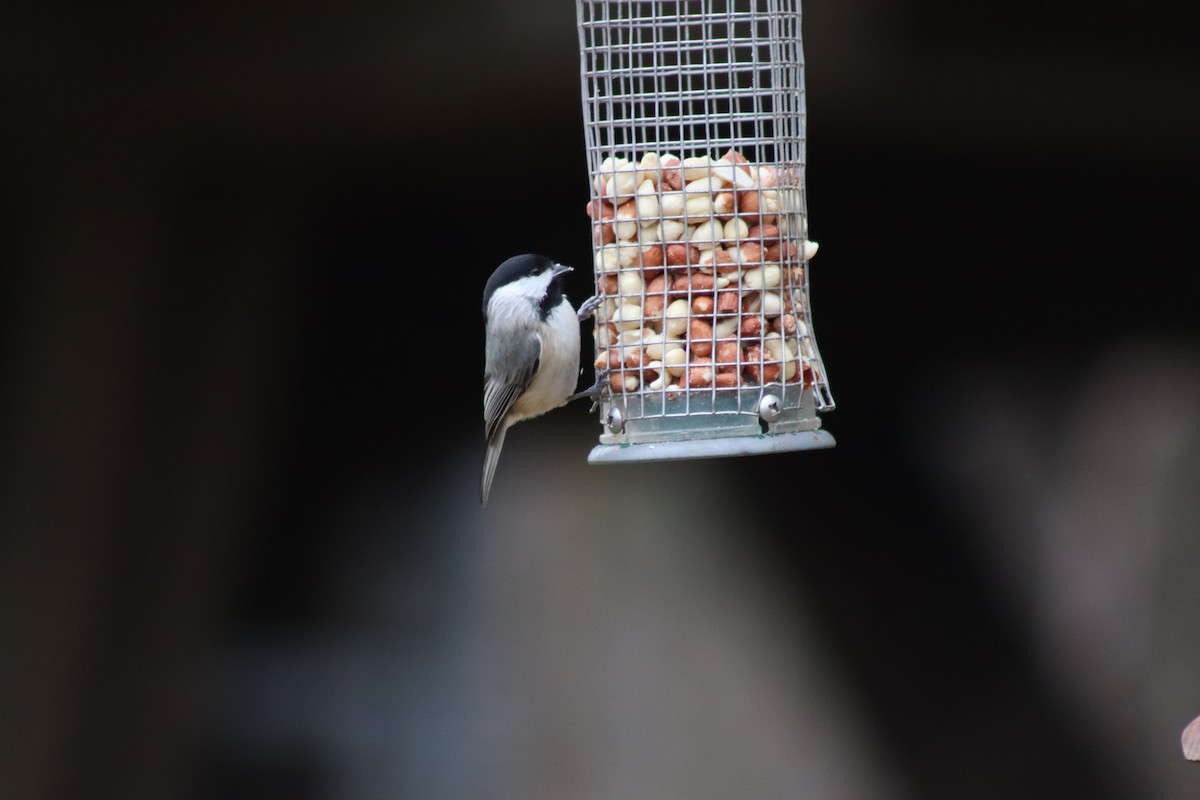 Carolina Chickadee - ML614625244