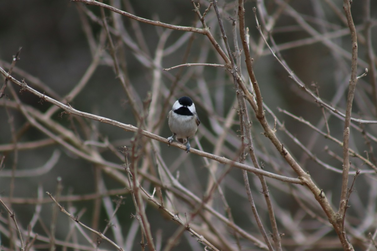 Carolina Chickadee - ML614625245