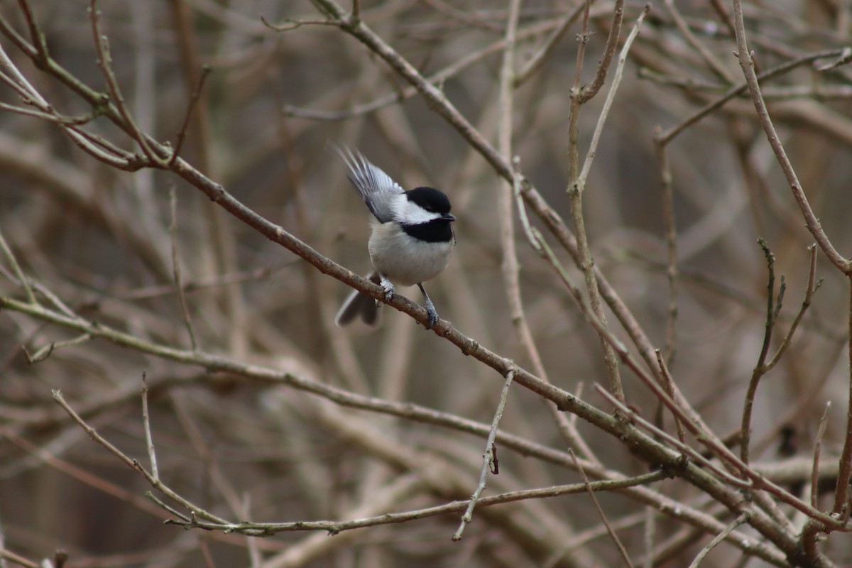 Carolina Chickadee - ML614625247