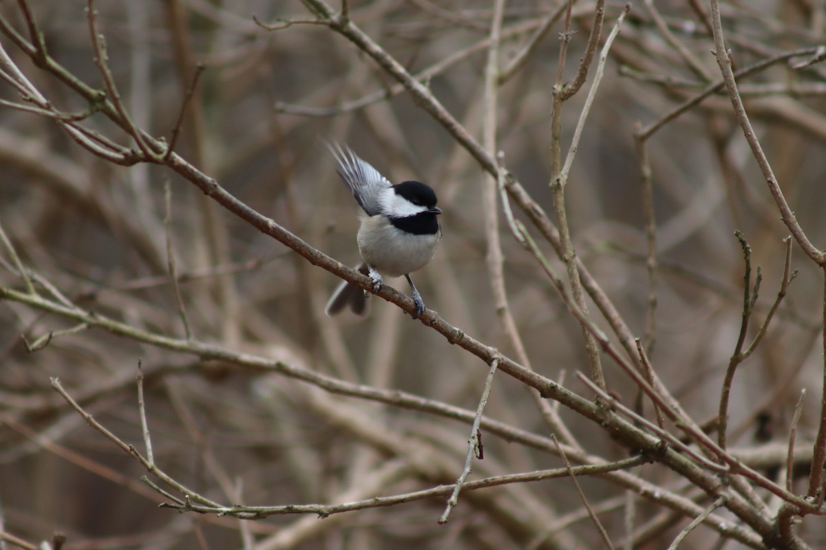 Carolina Chickadee - ML614625247