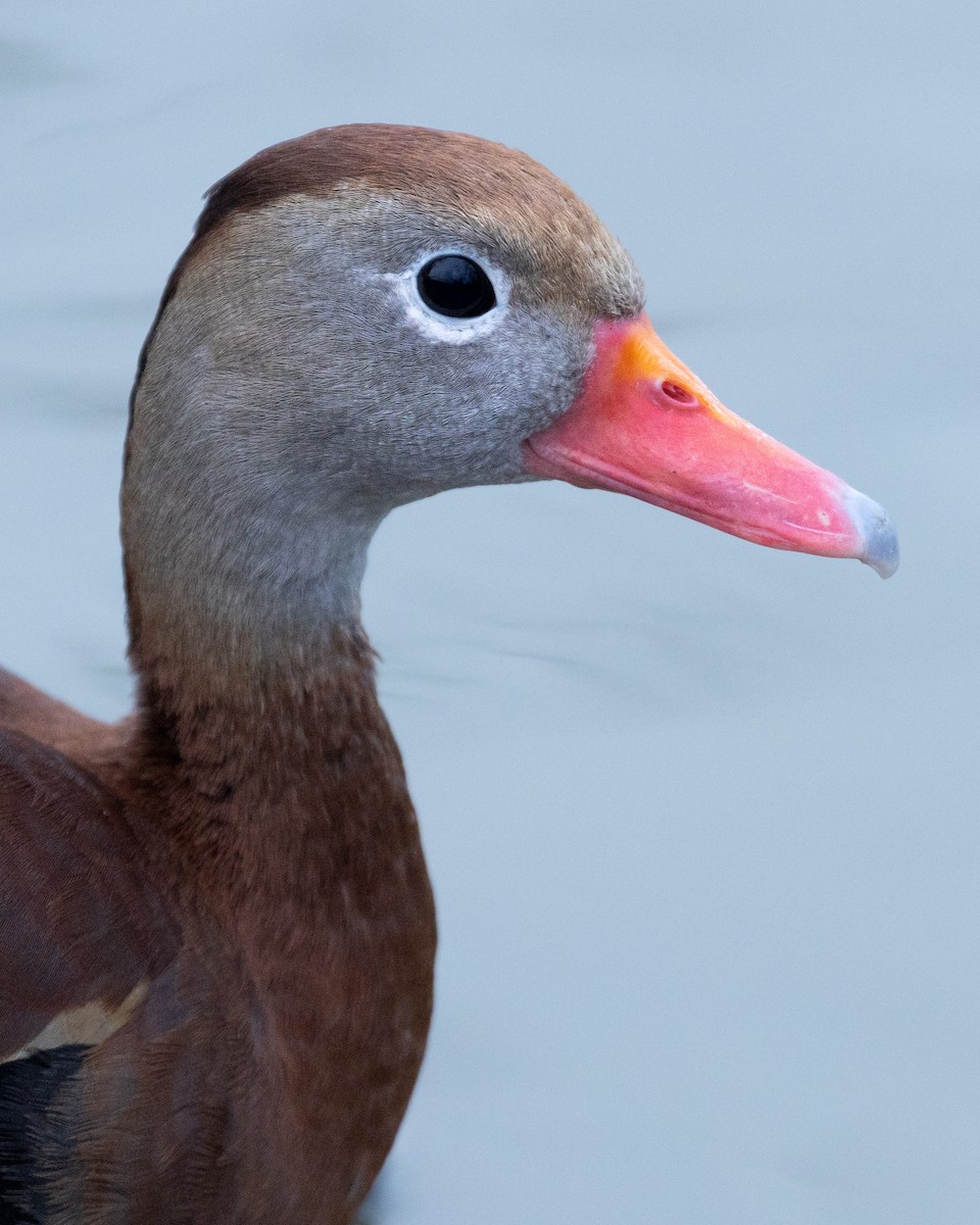 Dendrocygne à ventre noir - ML614625275