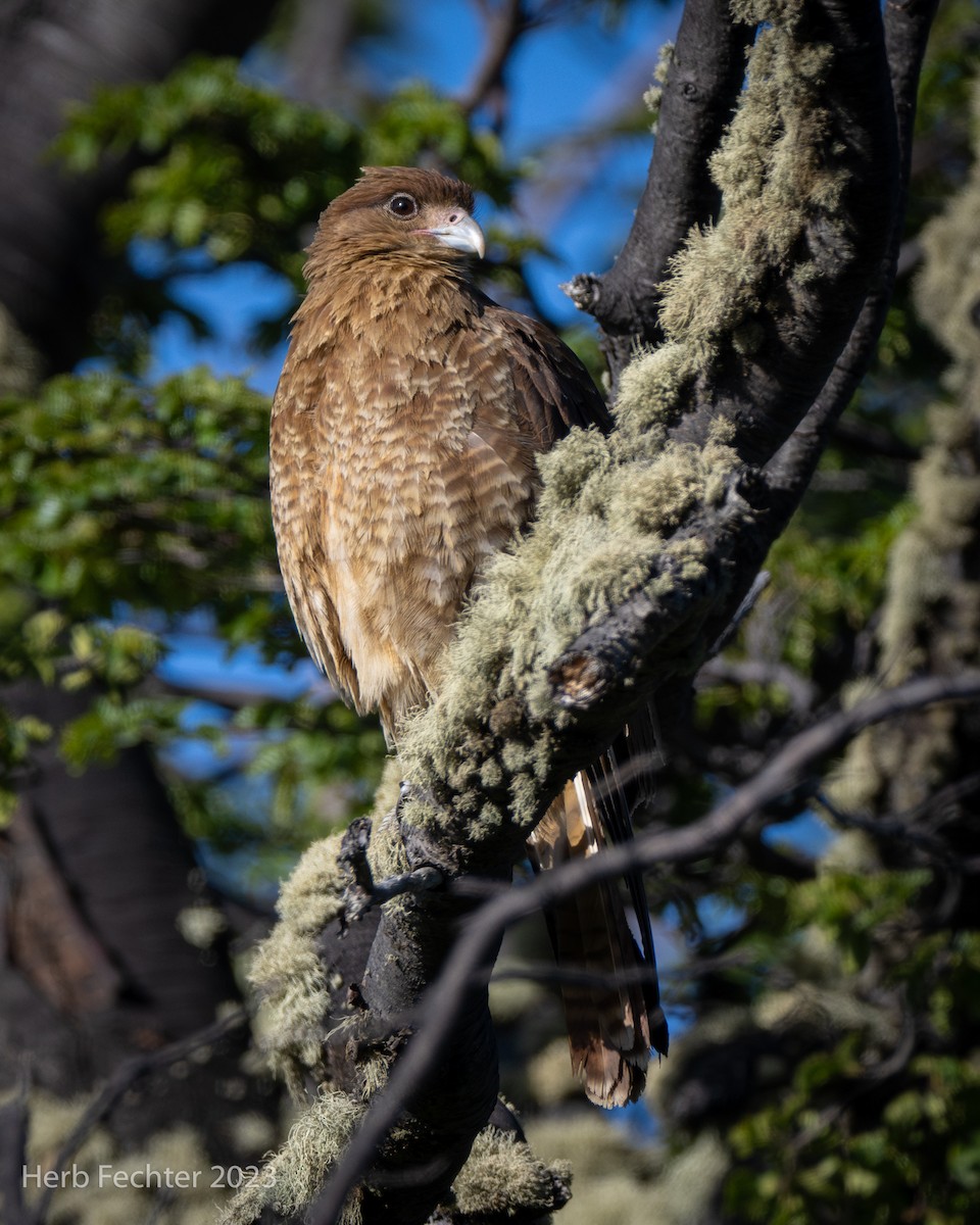 Chimango Caracara - ML614625280