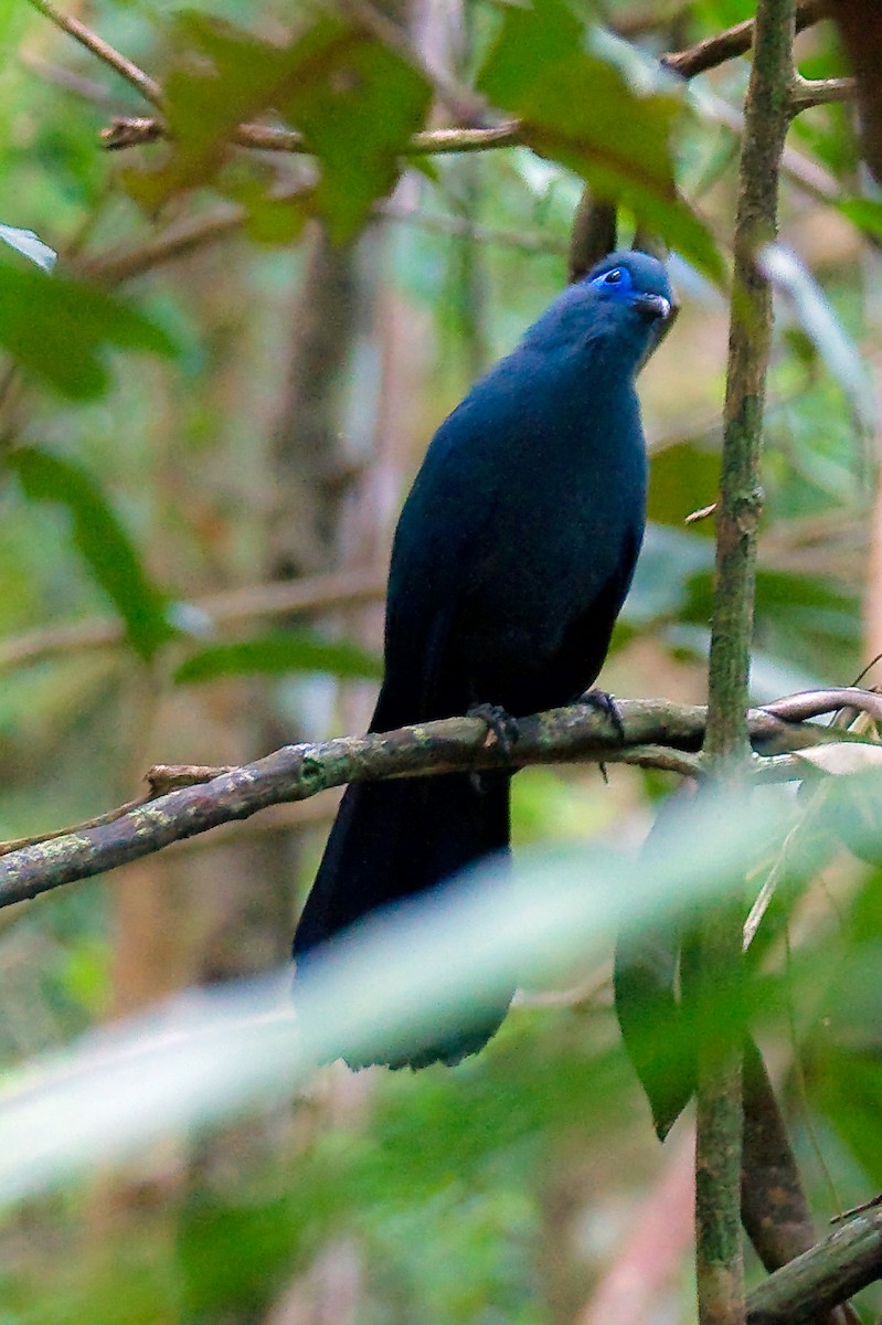 Cúa Azul - ML614625384