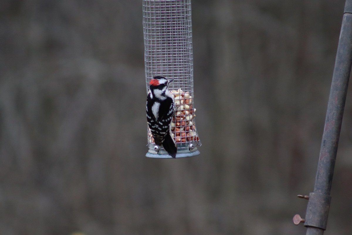 Downy Woodpecker - ML614625392