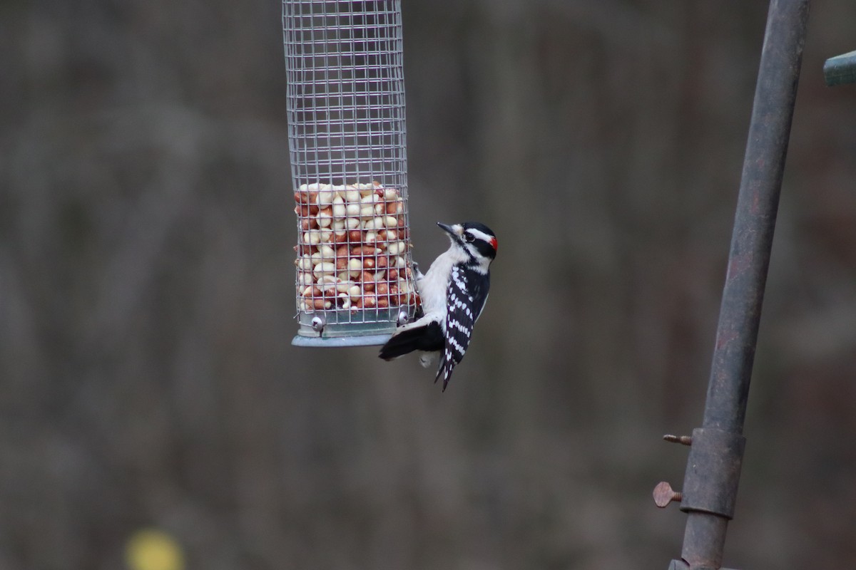 Downy Woodpecker - ML614625394