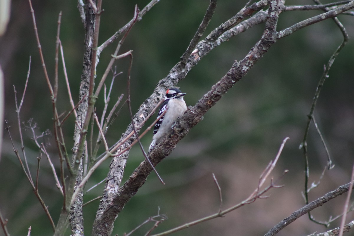 Downy Woodpecker - ML614625396