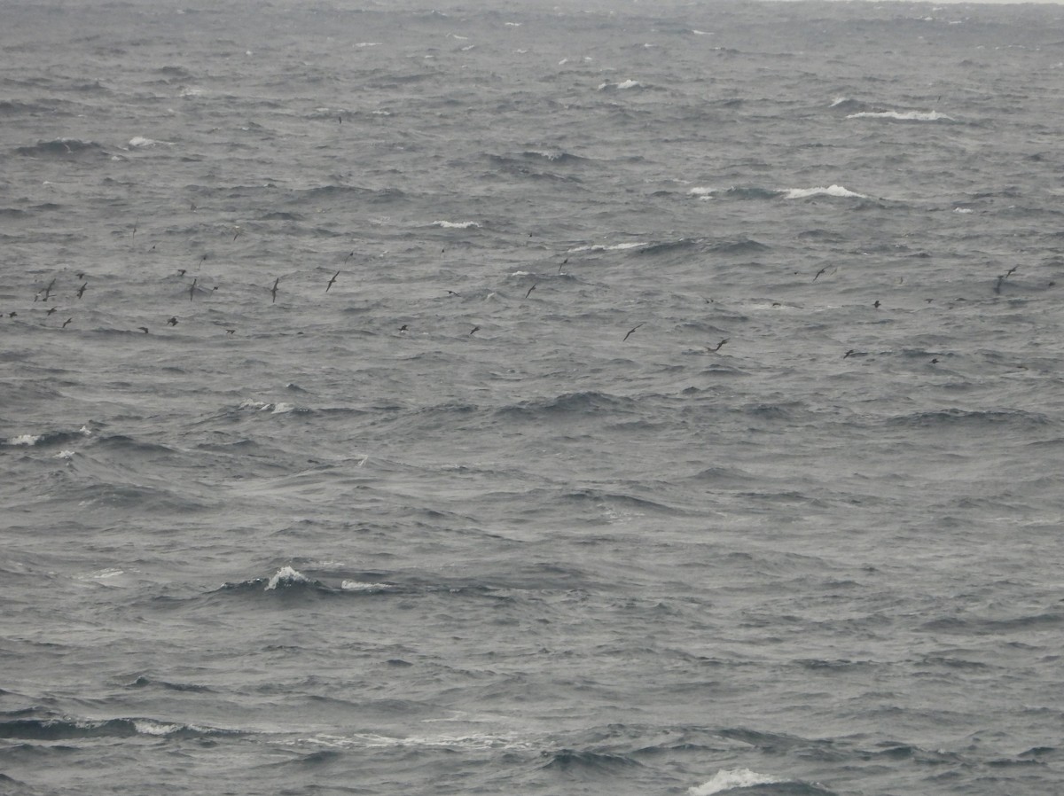 Wedge-tailed Shearwater - ML614625397