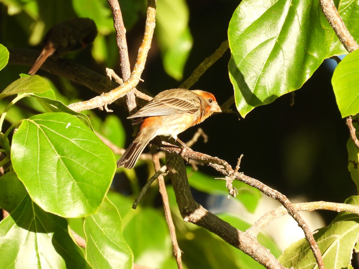 House Finch - ML614625411