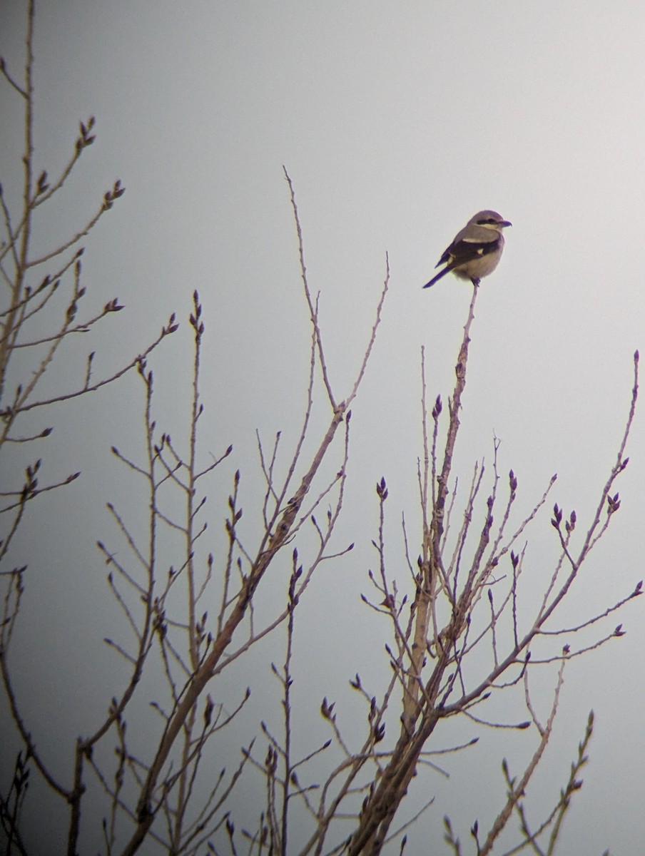 Northern Shrike - ML614625423