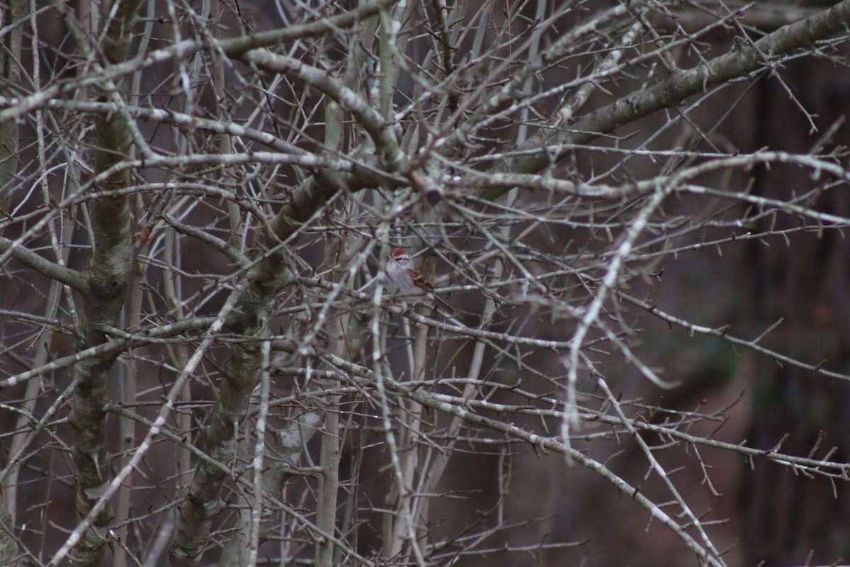 Chipping Sparrow - Mark Kamprath