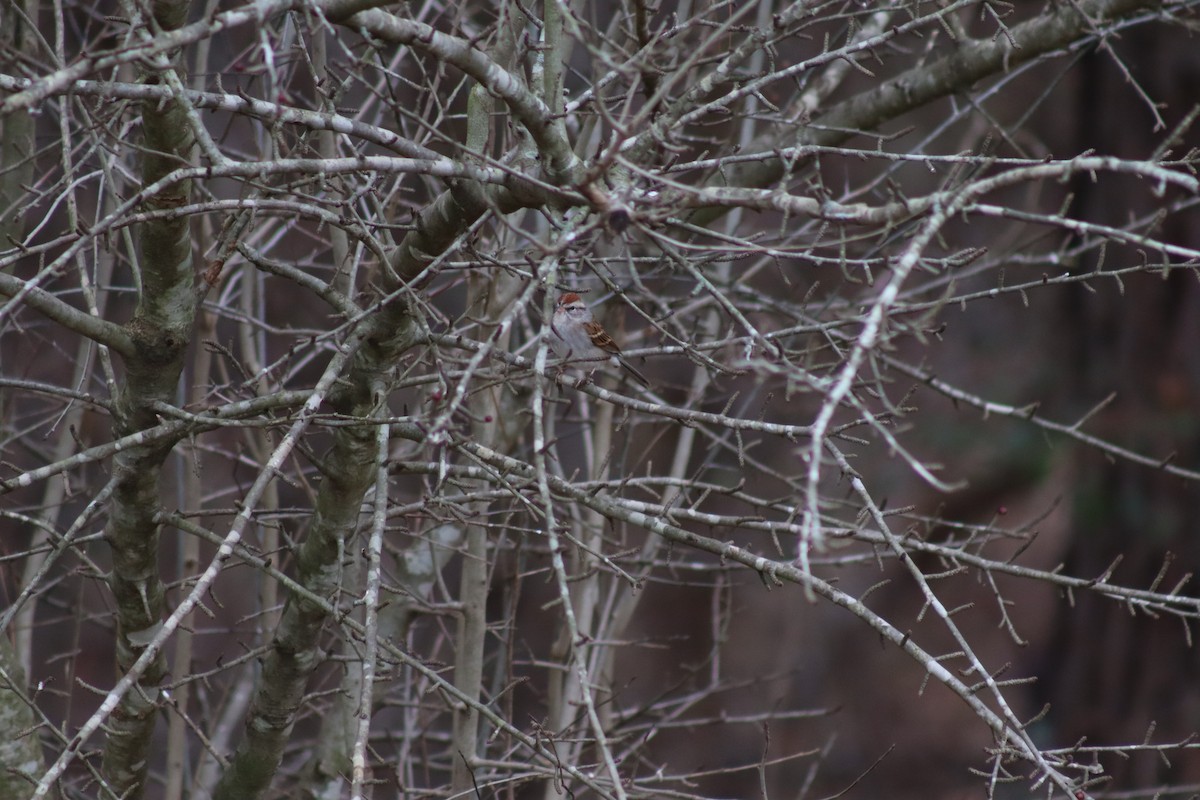 Chipping Sparrow - ML614625452