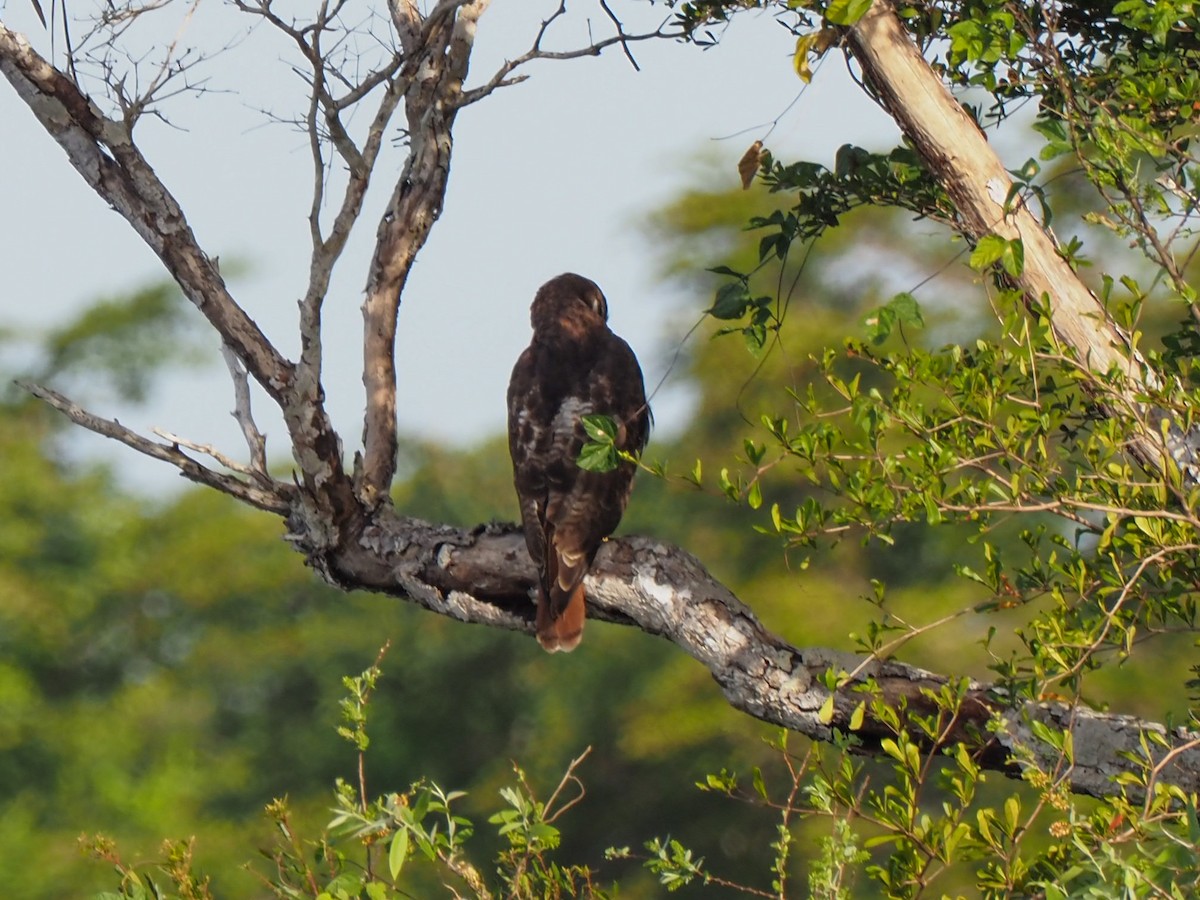 Red-tailed Hawk (solitudinis) - ML614625453