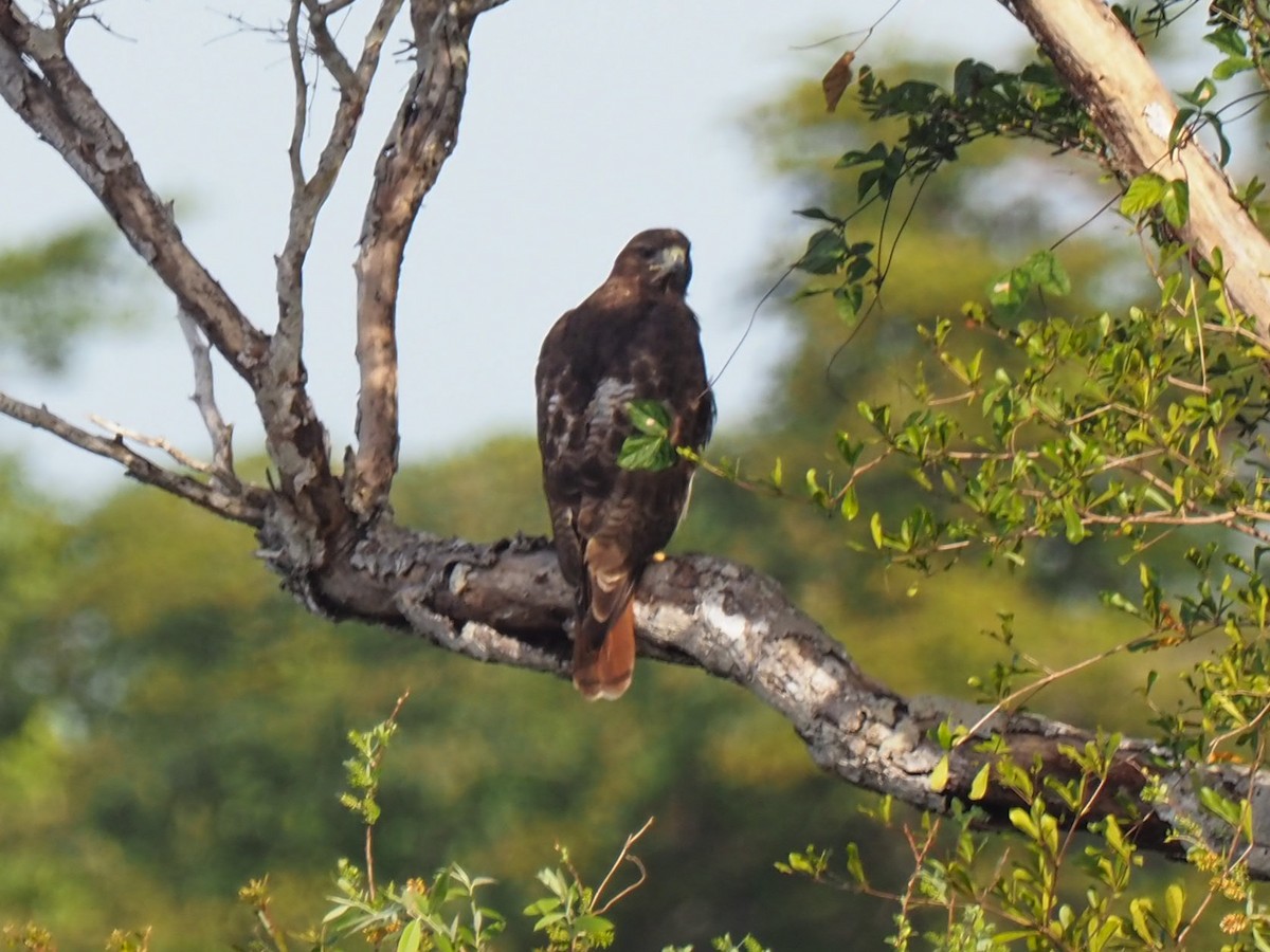 Red-tailed Hawk (solitudinis) - ML614625456