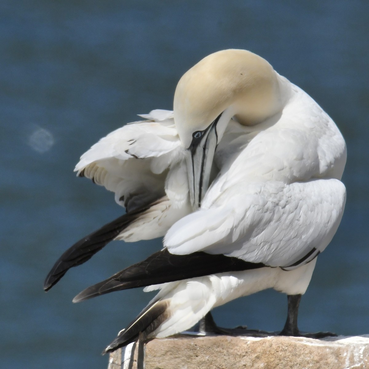 Northern Gannet - ML614625476