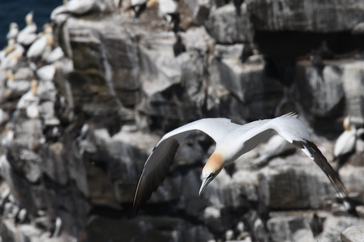 Northern Gannet - ML614625508