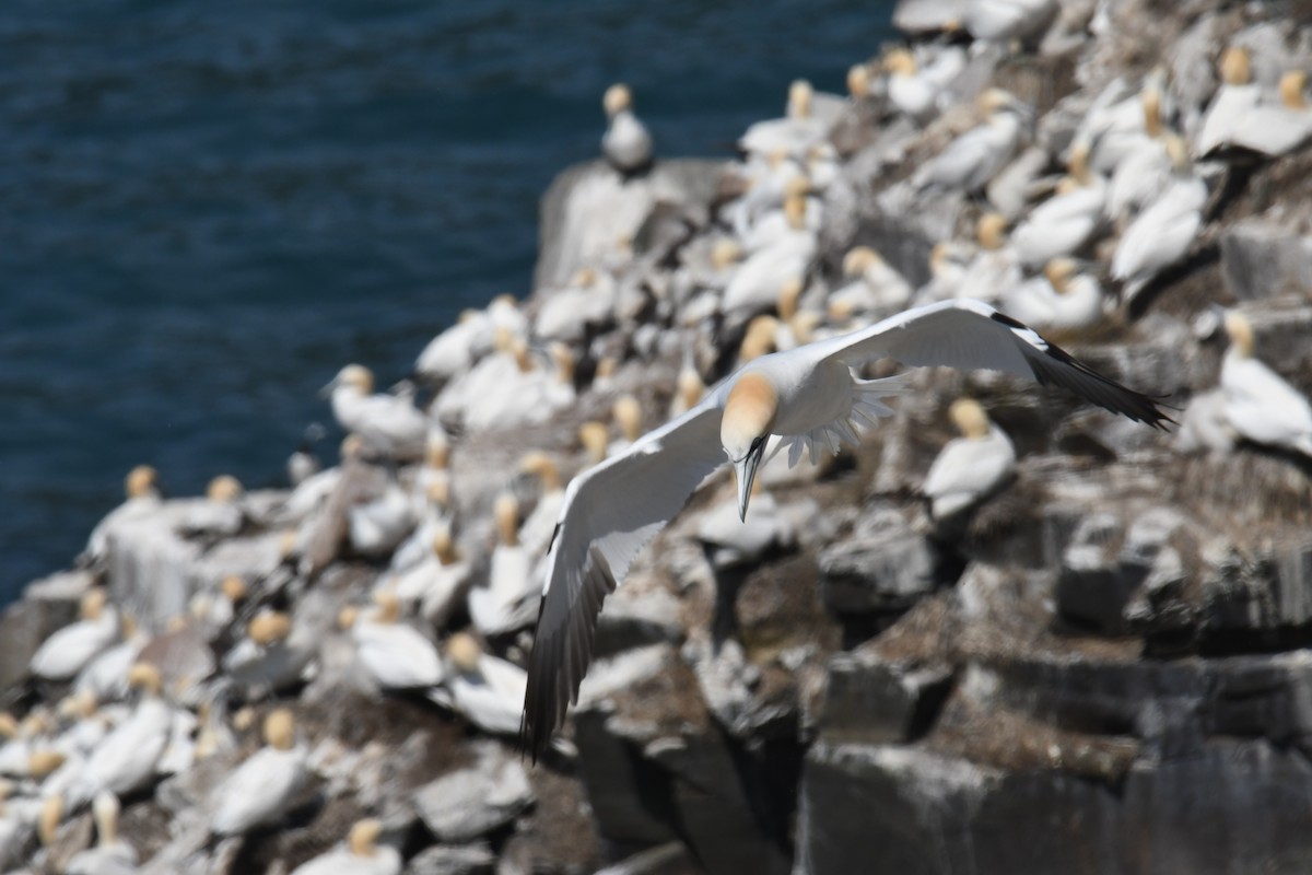 Northern Gannet - ML614625515