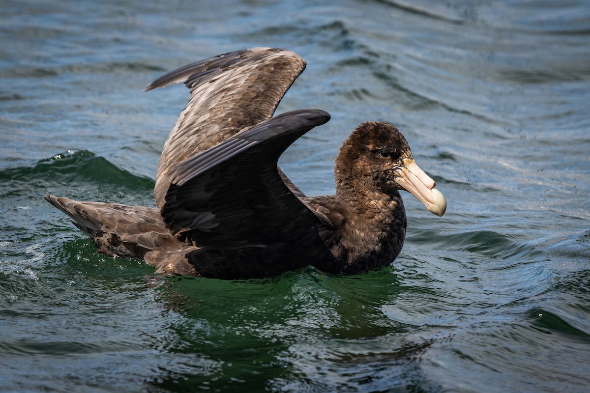 Southern Giant-Petrel - ML614625526