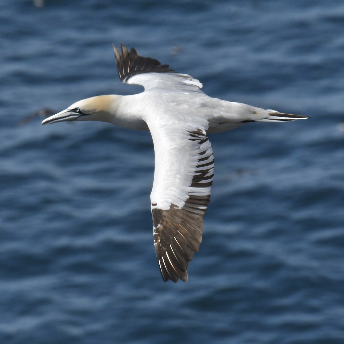 Northern Gannet - ML614625530