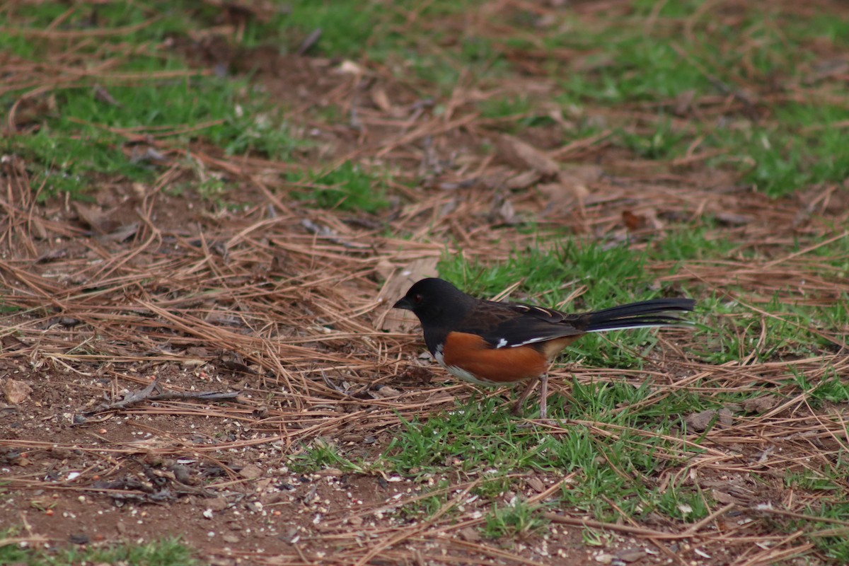 Eastern Towhee - ML614625544