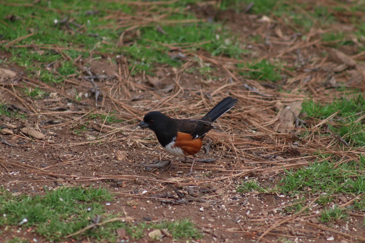 Eastern Towhee - ML614625545