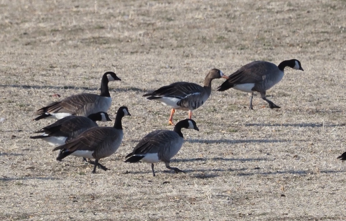 Greater White-fronted Goose - ML614625546