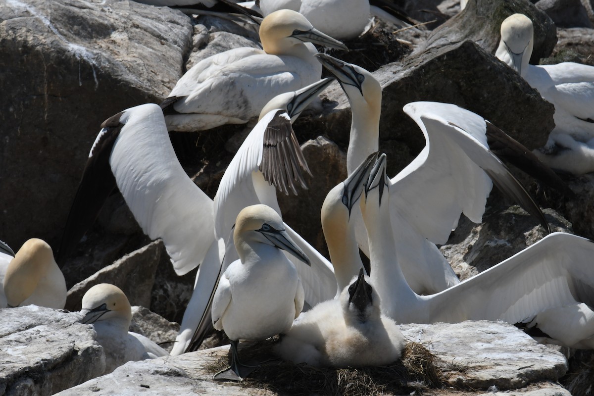 Northern Gannet - ML614625580