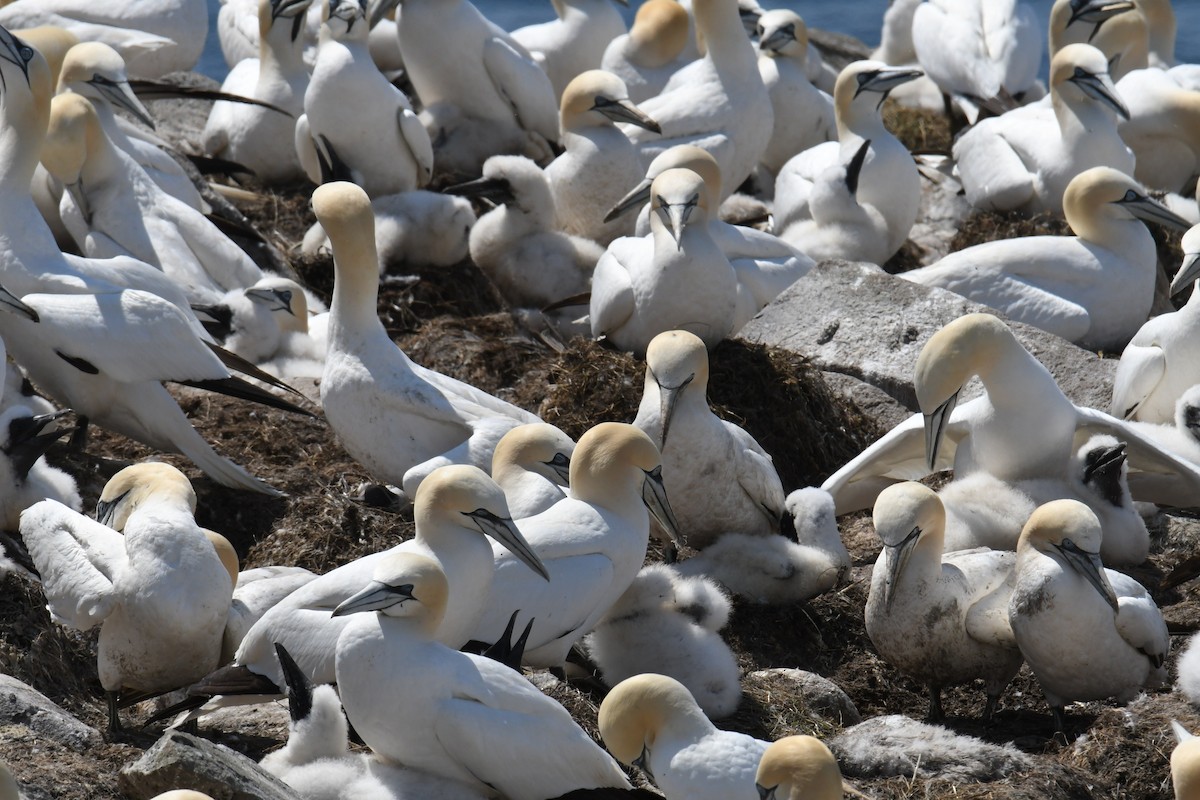 Northern Gannet - ML614625593