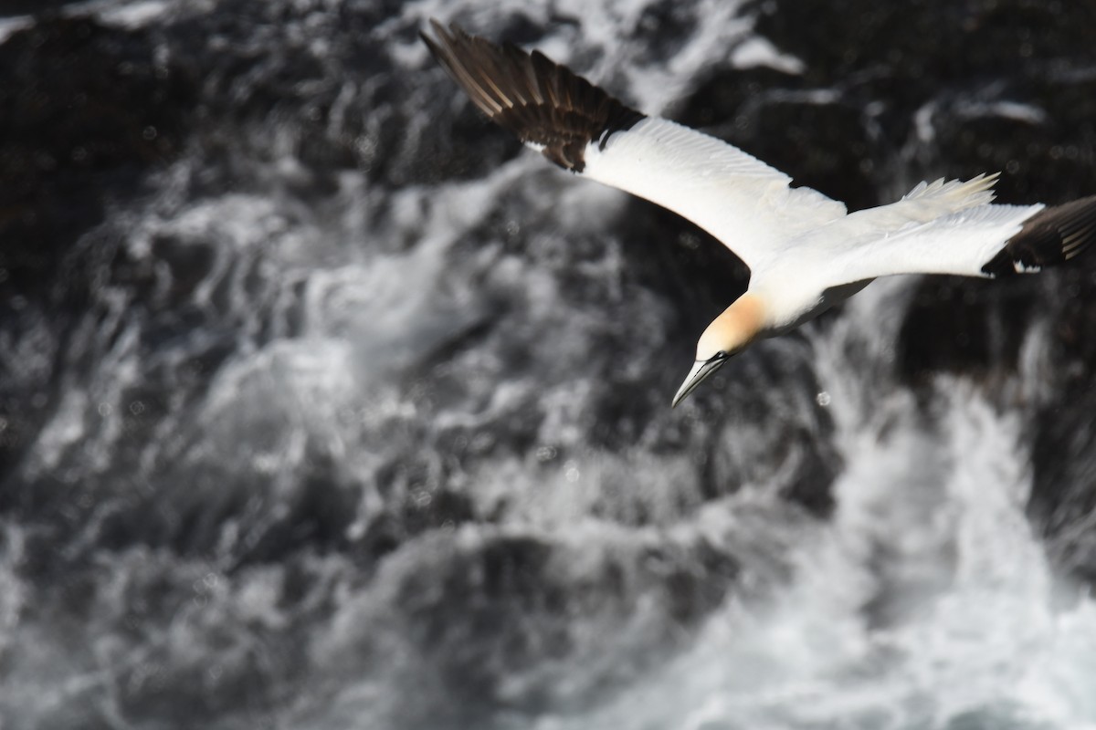 Northern Gannet - ML614625608