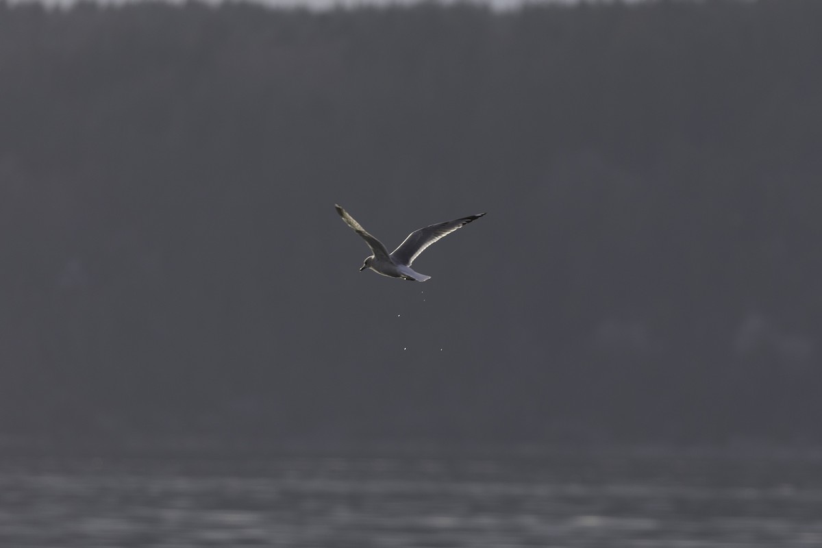 Bonaparte's Gull - ML614625657