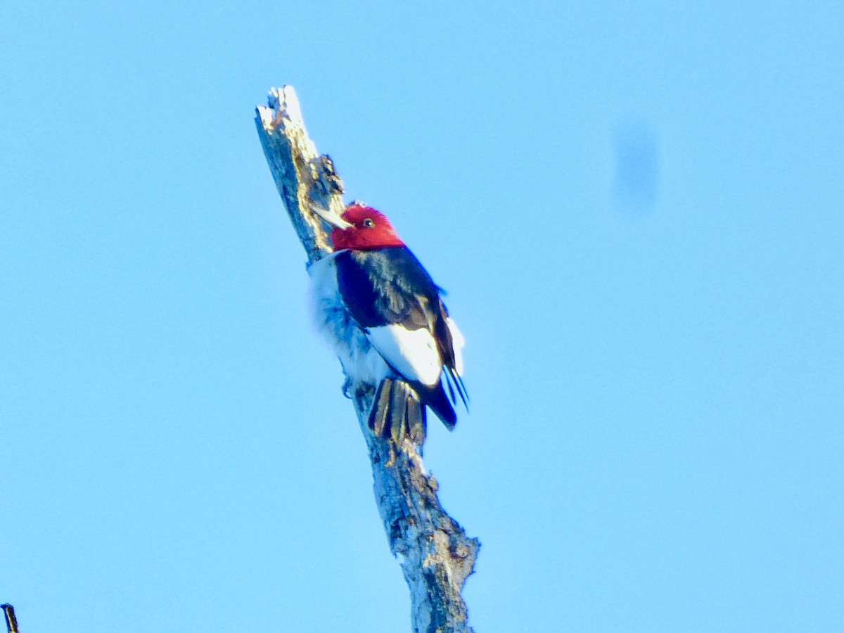 Red-headed Woodpecker - ML614625661