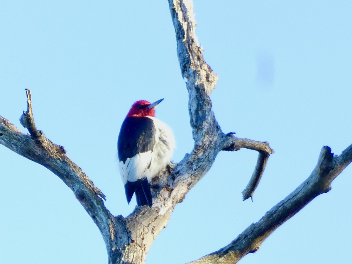 Red-headed Woodpecker - ML614625662