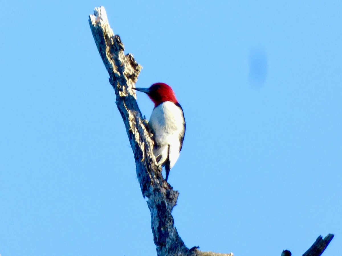 Red-headed Woodpecker - ML614625663