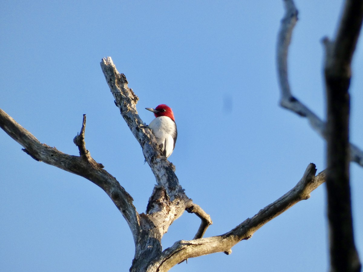 Red-headed Woodpecker - ML614625664