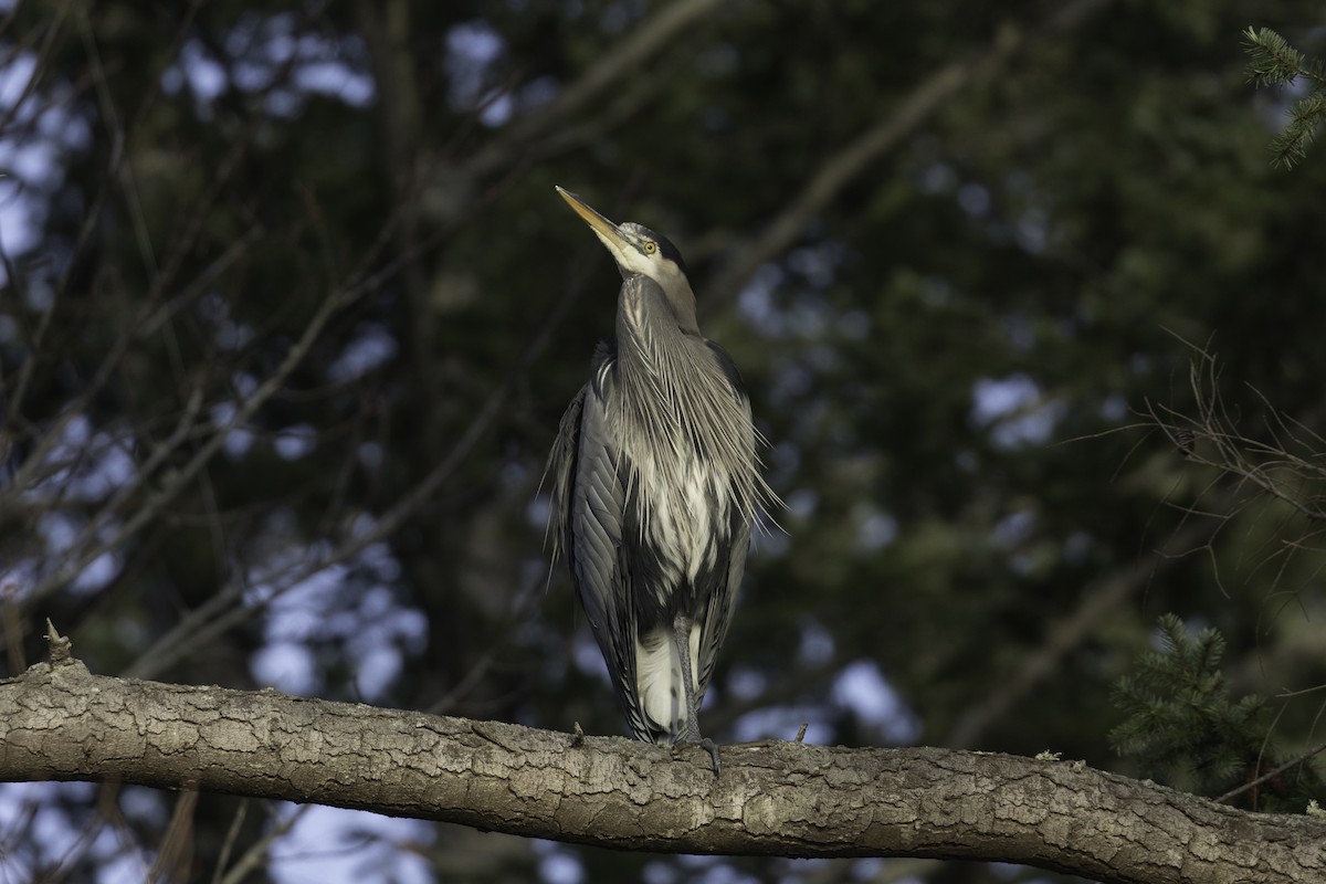 Great Blue Heron - ML614625672