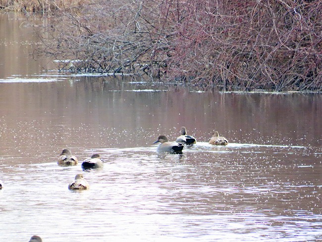 Gadwall - ML614625701