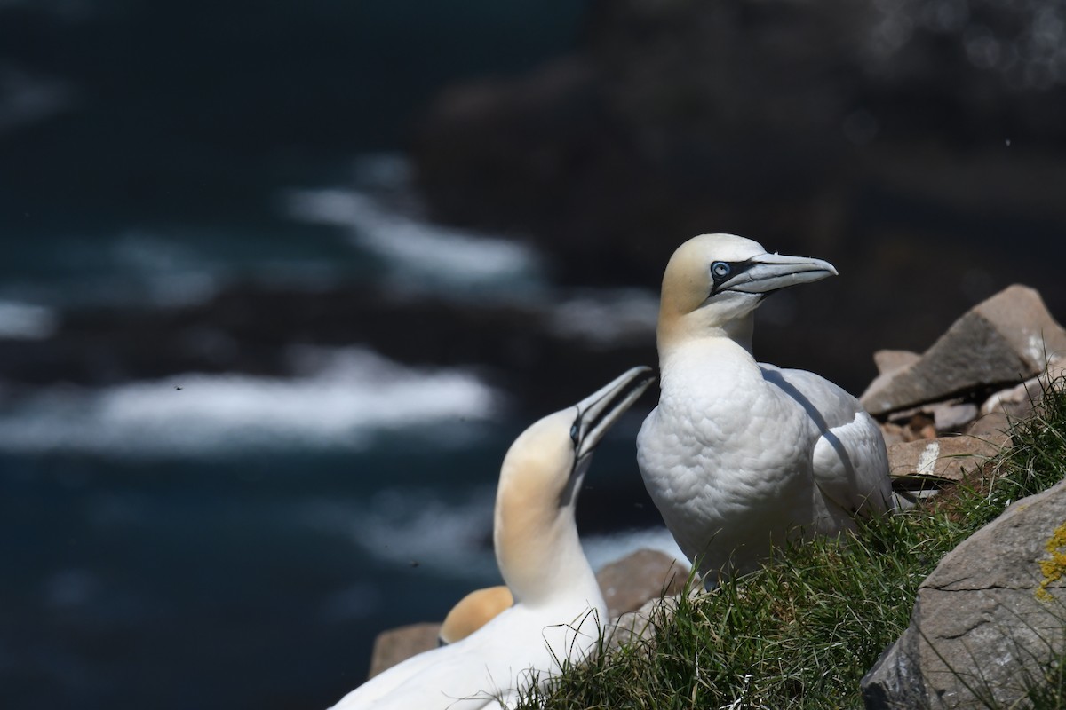 Northern Gannet - ML614625739