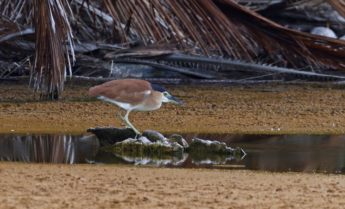 Nankeen Night Heron - ML614625756