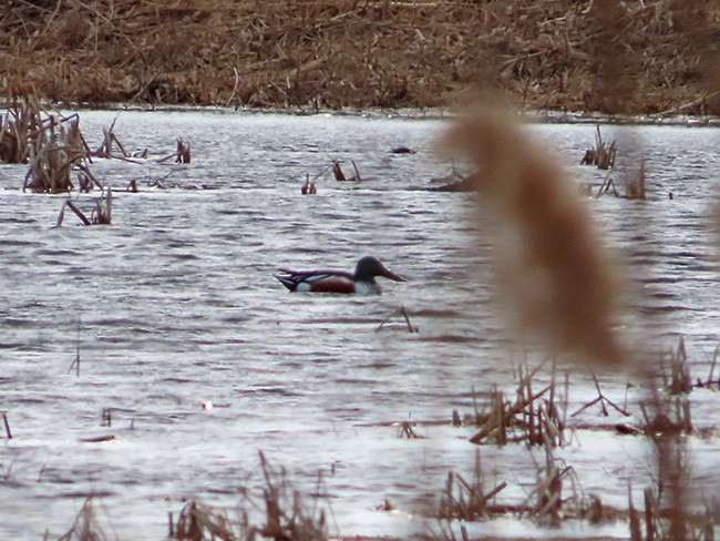 Northern Shoveler - ML614625760