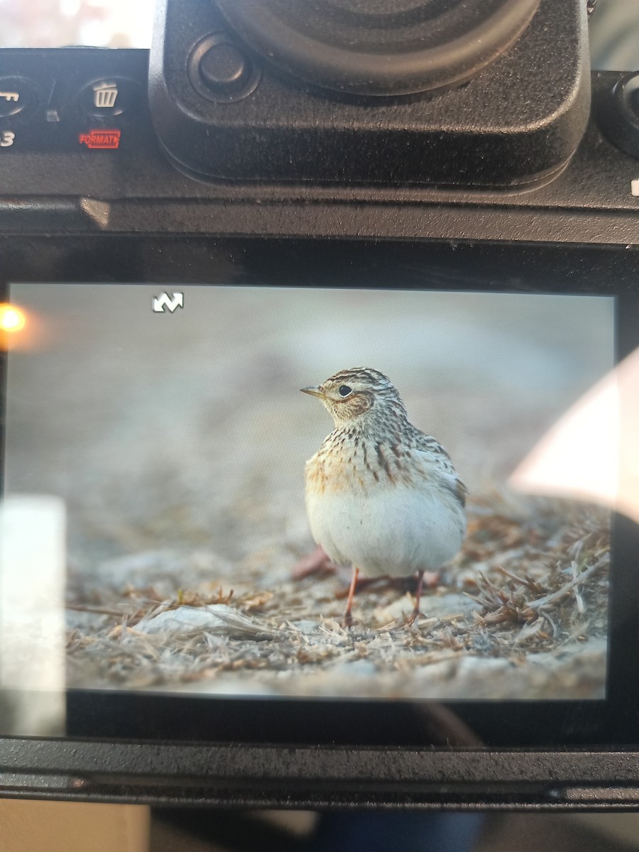 Oriental Skylark - ML614625796