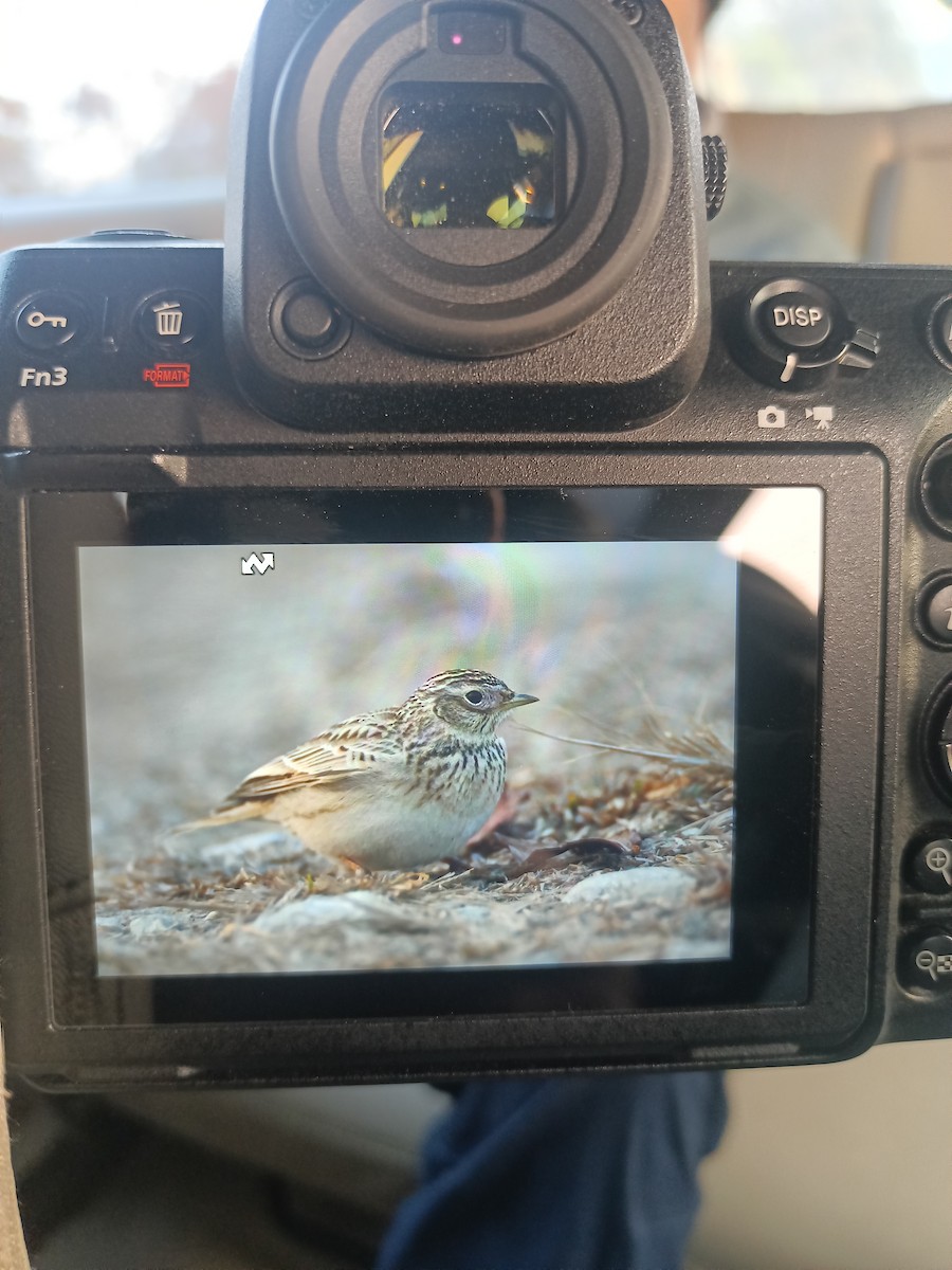 Oriental Skylark - ML614625813