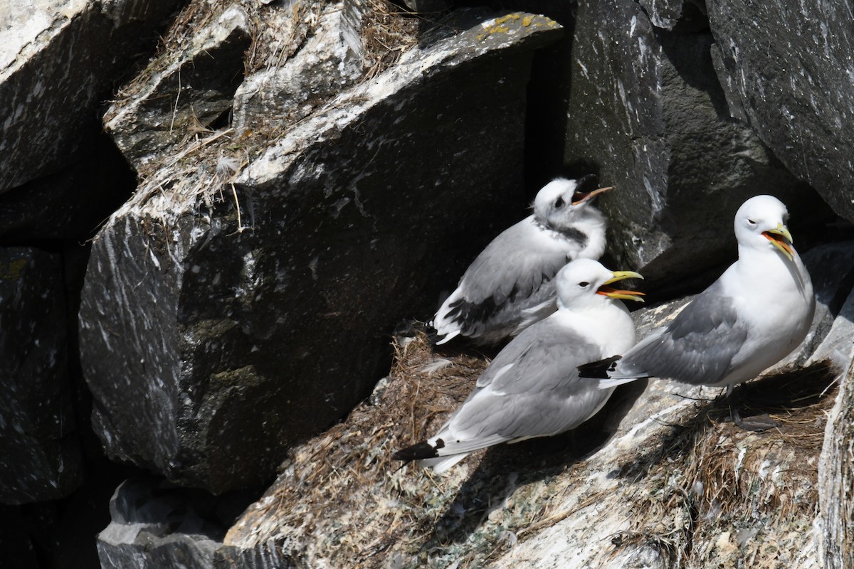 Mouette tridactyle - ML614625827