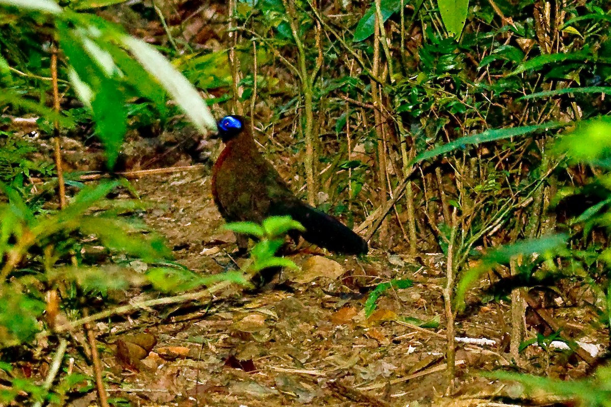 Red-breasted Coua - ML614625830